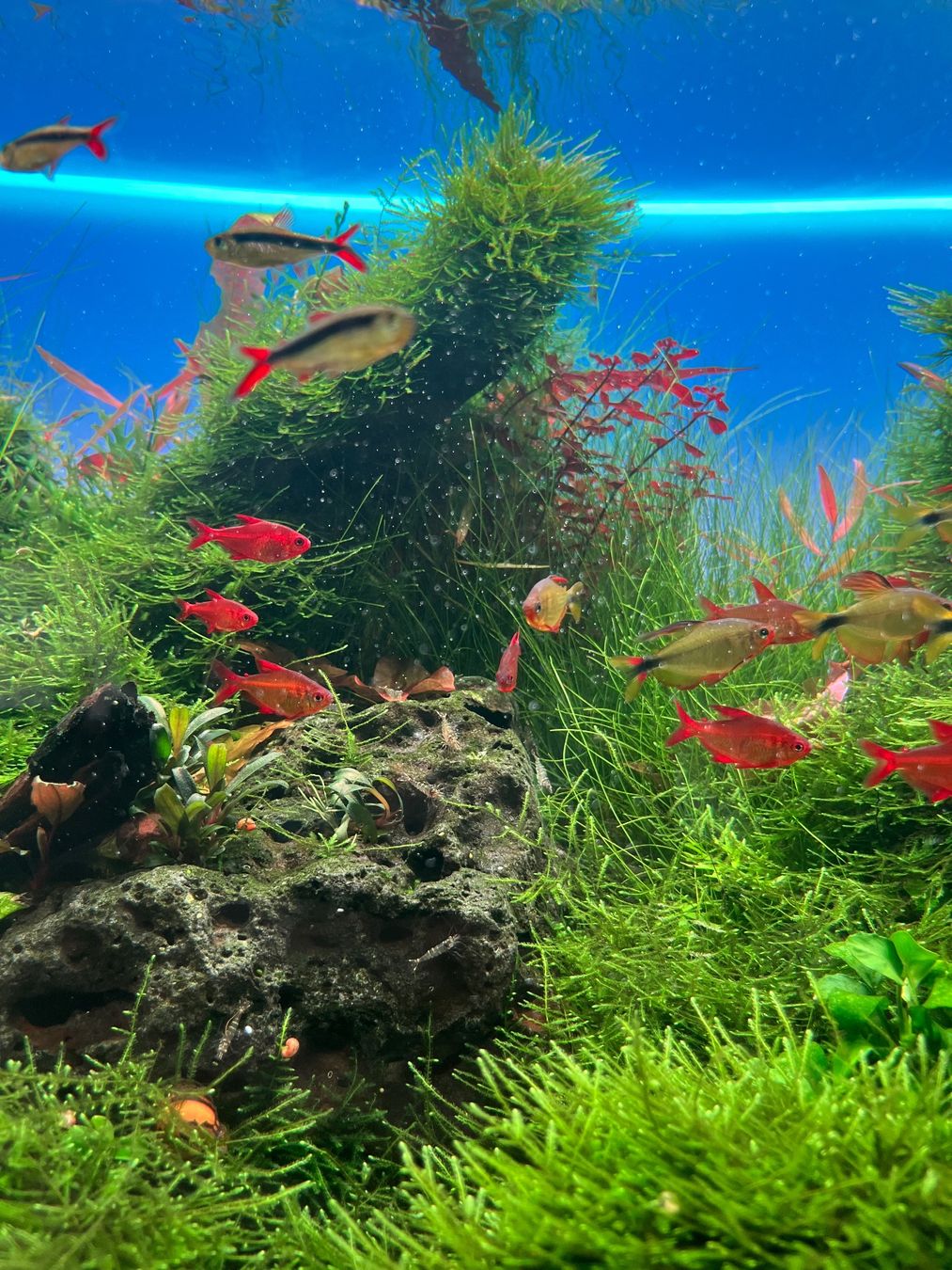Piante & sementi: Eleocharis Montevidensis 'ADA' Aquarienpflanzen – Usato da Winterthur venduto da Aquascaper321 1