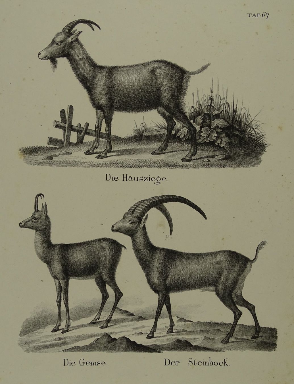 Incisioni: ZIEGE, GEMSE, GÄMSE, STEINBOCK, LITHOGRAPHIE UM 1840 – Usato da Grüningen venduto da Kartensammler 1