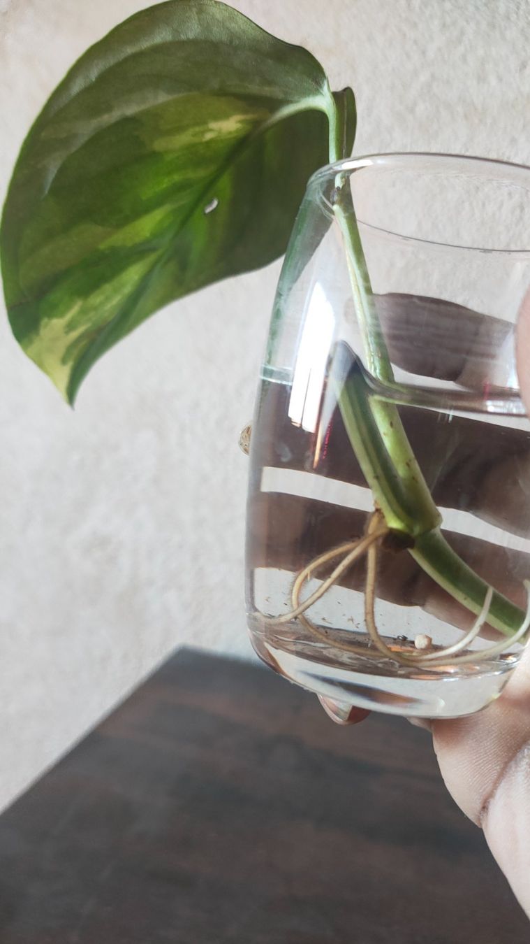 Piante & sementi: Monstera Accoyaguensis varigata – Usato da St-Aubin-Sauges venduto da may_2yrv 1