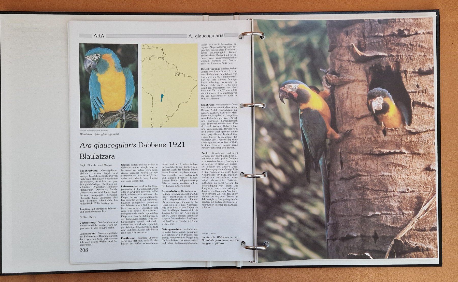 Libri: Lexikon der Papageien - Thomas Arndt – Usato da Villarepos venduto da Discorine07 5