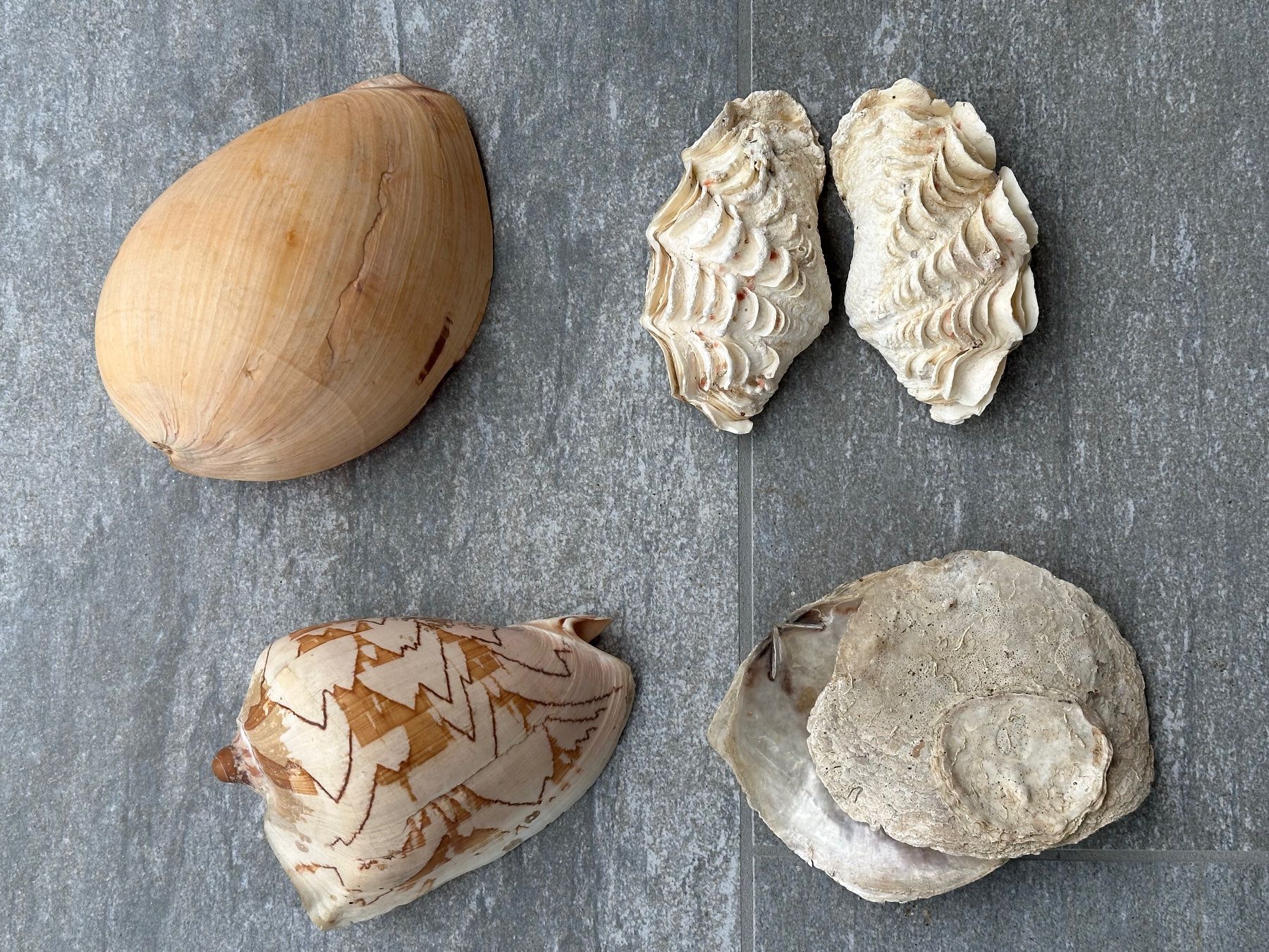 Fossili: Muscheln – Usato da Obstalden venduto da Porco13 1