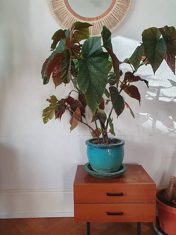 Plantes & graines: Begonie – D'occasion à Olten par stritten 1