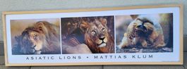 Wandbild Löwe Asiatic Lions Mattias Klum 117 x 37,5 cm