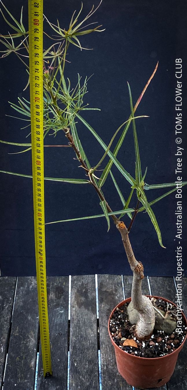 Piante & sementi: Brachychiton Rupestris - australischer Flaschenbaum – Nuovo e nell'imballaggio originale da Adliswil venduto da MarkyForest 5