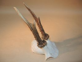 Rehbock Gehörn Trophäe Jagdtrophäe Deko Reh geweih Jagd (4)