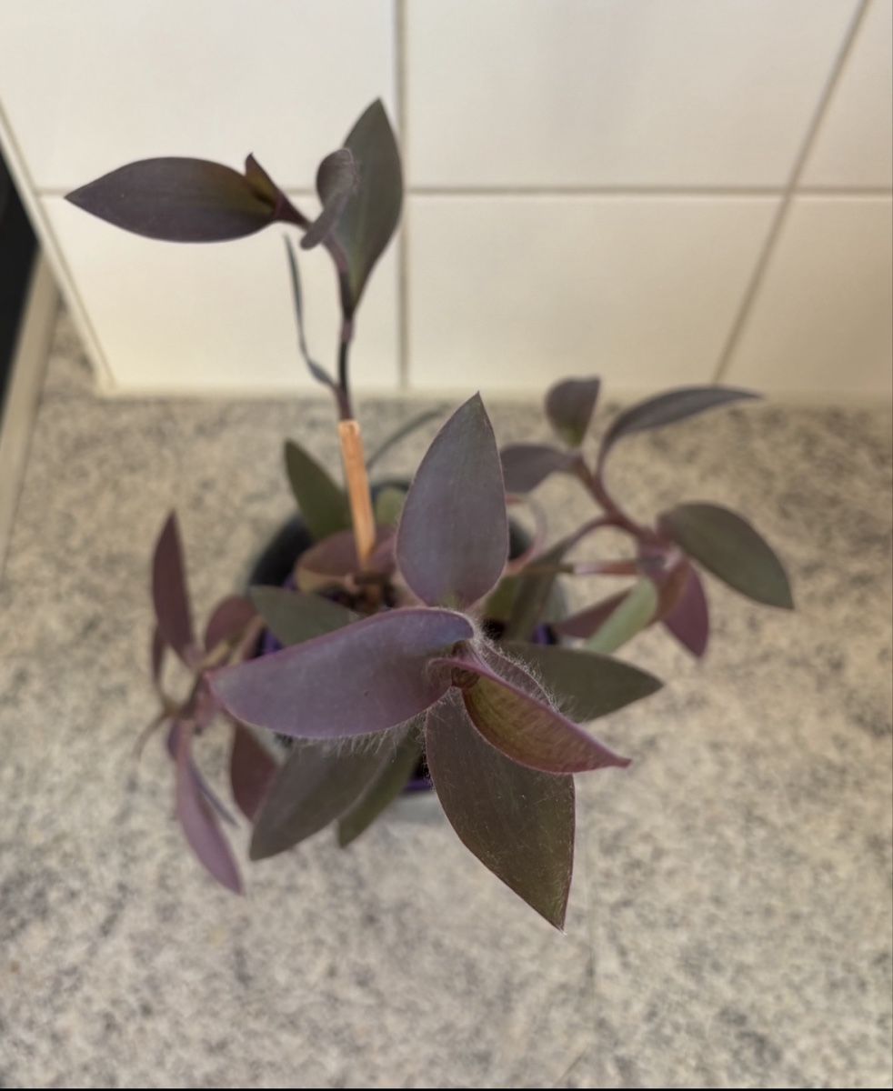 Piante & sementi: Tradescantia pallida propagation – Nuovo (secondo la descrizione) da Zürich venduto da nin_8h72 1