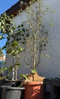 Apfel Baum Pflanzen Blumen Blumentopf Pflanzentopf Topf