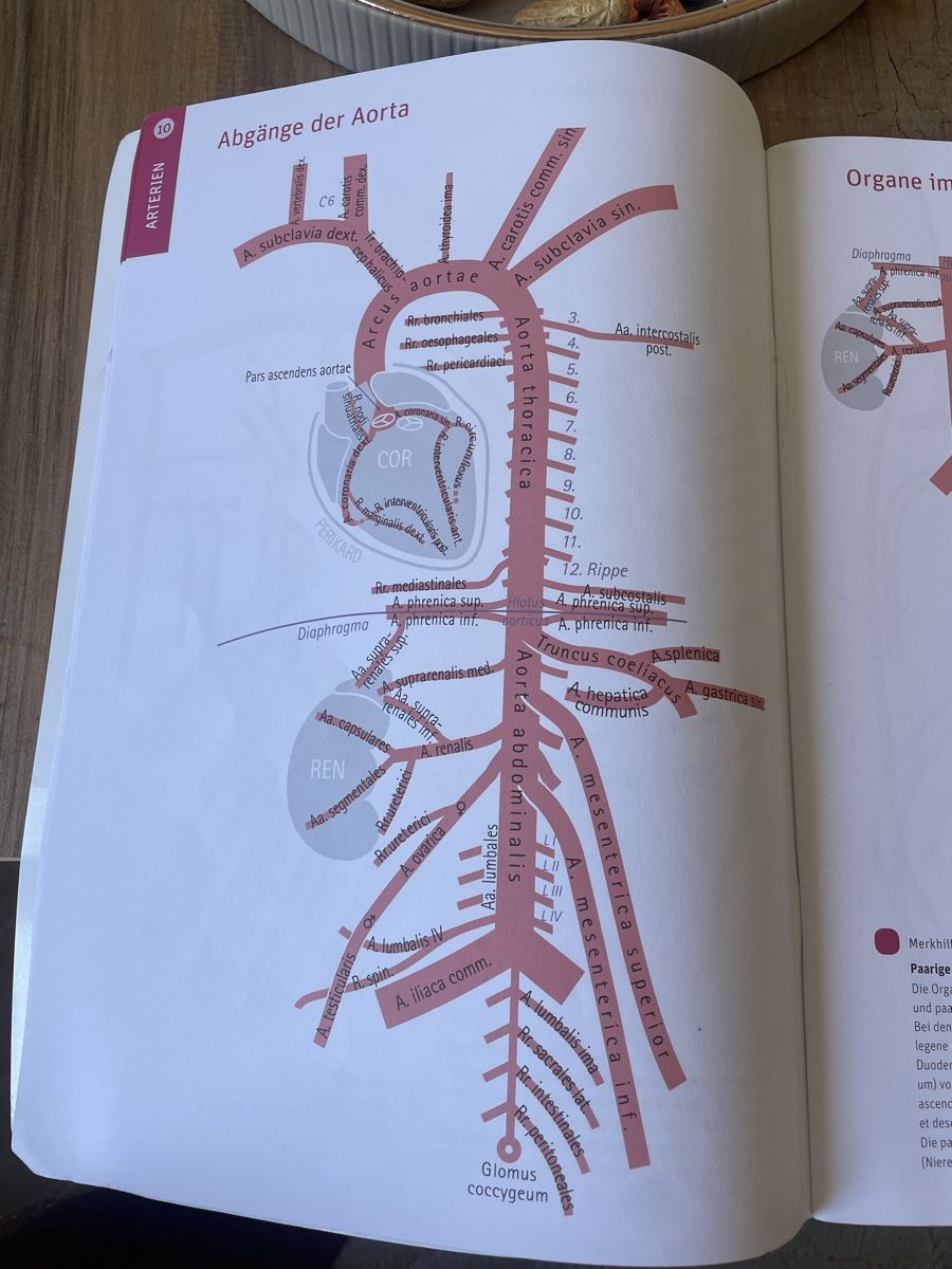 Libri: Anatomische Tafeln Anatomiebuch – Usato da Allschwil venduto da leo_52gc 2