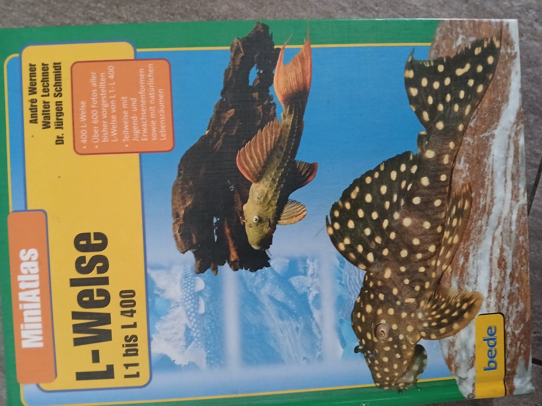 Libri: L Wels – Usato da Kappelen venduto da lue_nrl2