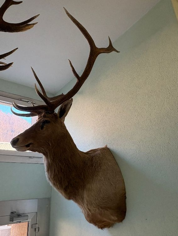 Il mondo degli animali: riesiger Hirschkopf mit Geweih präpariert, Wapitihirsch – Usato da Wettingen venduto da Bwalti 1