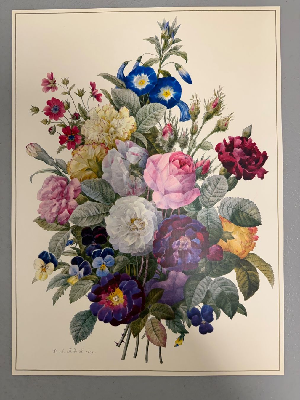 Grafica & Litografie: Pierre Joseph Redouté – Usato da Dielsdorf venduto da BGiezendanner 3