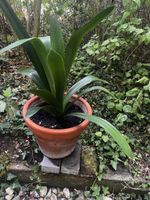 Clivia miniata (Klivie) im Tontopf 