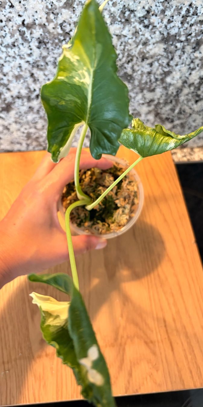 Plantes & graines: Alocasia Cucullata "Crinkles Albo" – D'occasion à Kaiseraugst par dka_b97z