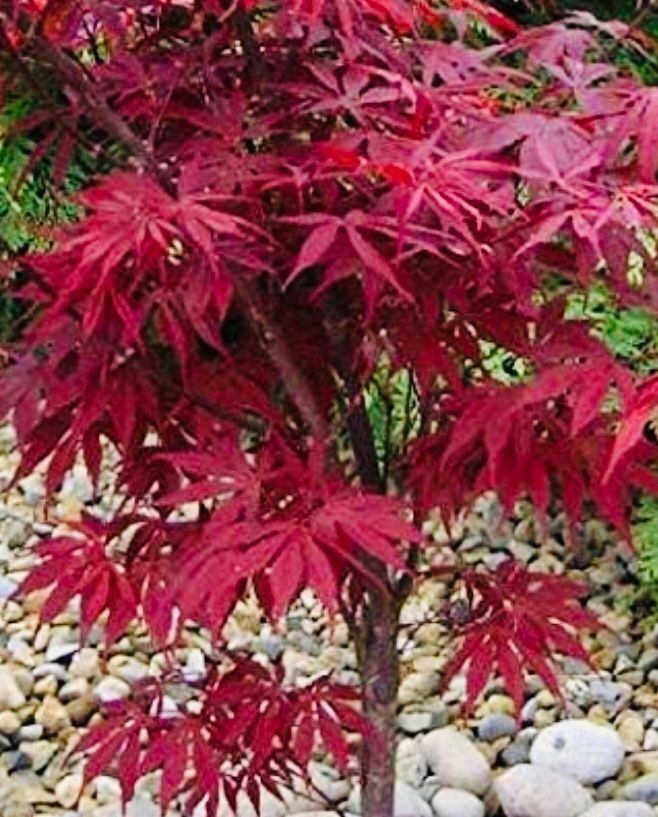 Piante & sementi: JAPANISCHER AHORN : 10 SAMEN‪ – Usato da Rovio venduto da POSITIFFARTandPLANTS 9