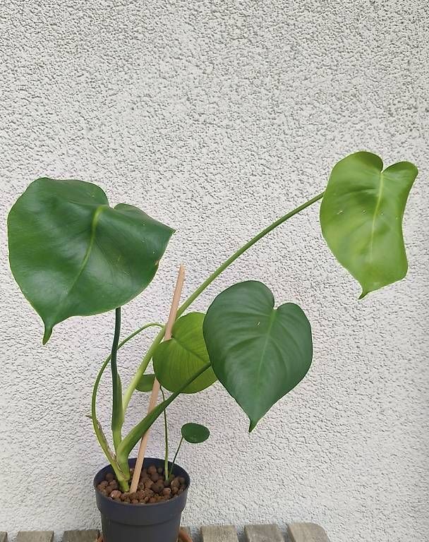 Pflanzen & Samen: Lot de 4 Monstera – Gebraucht aus Couvet von lyd_7cnq 1