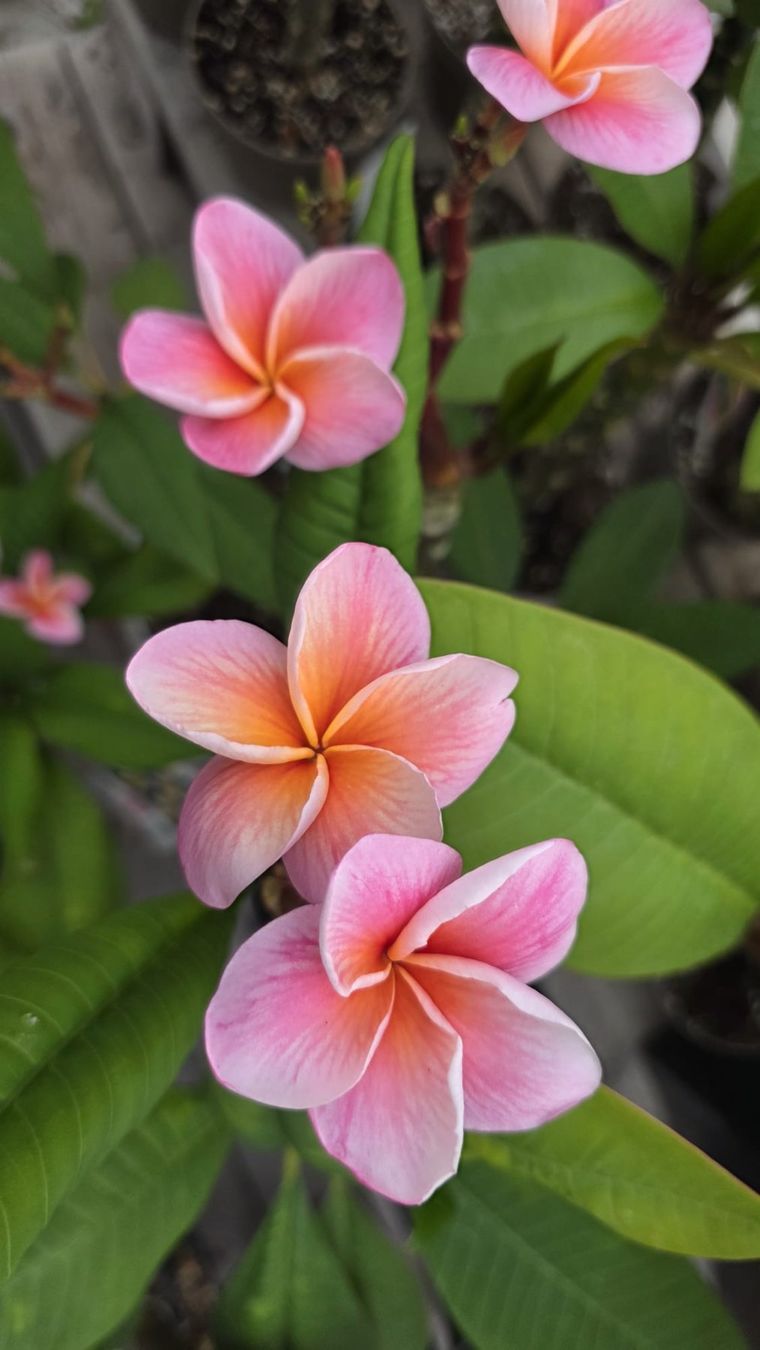 Piante & sementi: Plumeria / Frangiapani Synchronicity – Usato da St.Erhard venduto da Plumilandschweiz 3