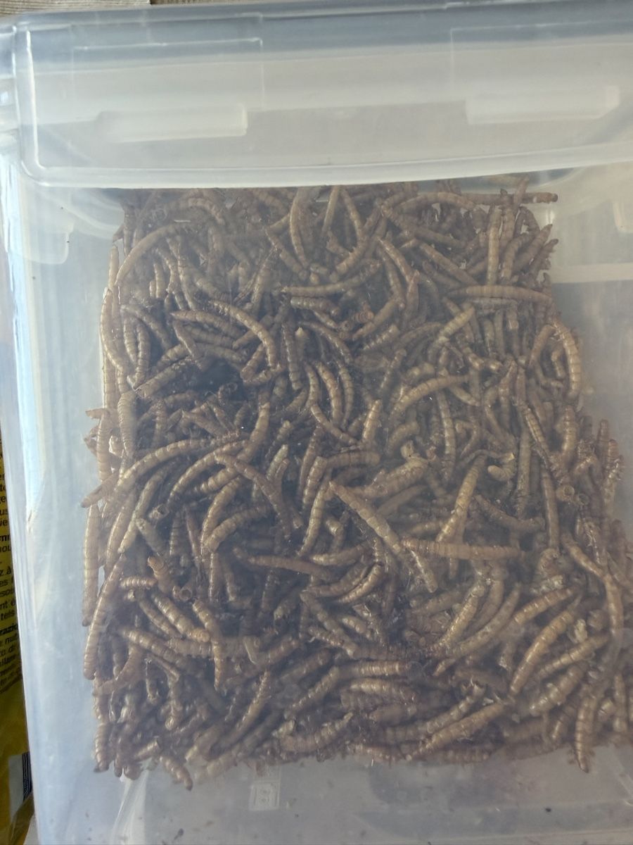 Casette per uccelli: Vogelhaus mit Futterstation & 2.5kg Vogelfutter gemischt – Nuovo (secondo la descrizione) da Köniz venduto da Cdking93 2