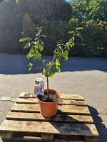 Prunus domestica „Opal“ – Pflaumenbaum, ca. 130 cm hoch