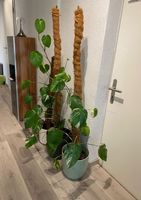 Monstera Variegata Blumen Pflanzen Blumentopf Pflanzentopf