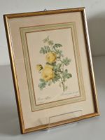 Botanischer Rosendruck - Rosa Sulfurea - Redouté - gerahmt