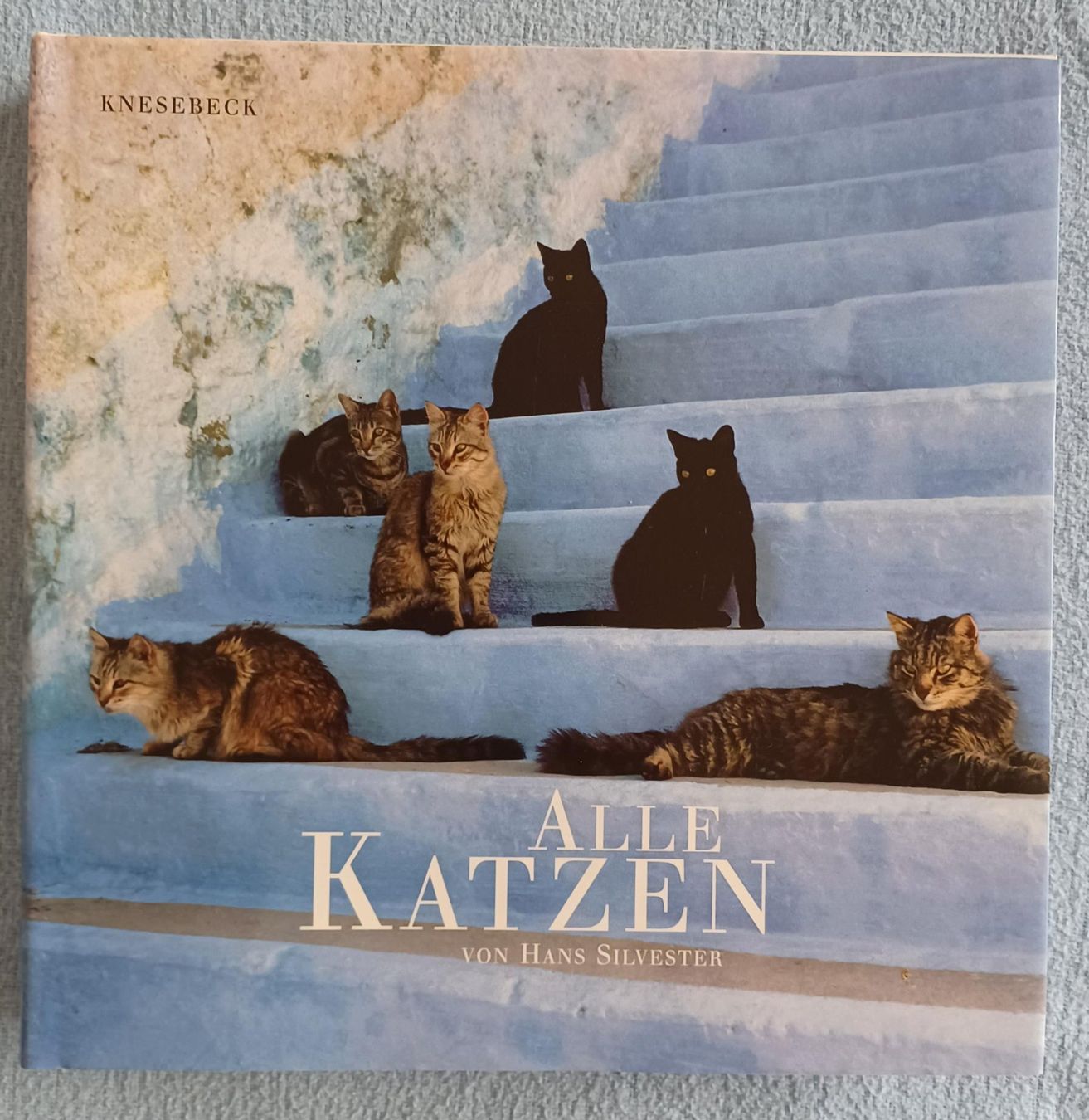 Libri: Buch - Alle Katzen – Usato da Leimbach TG venduto da manu-tg