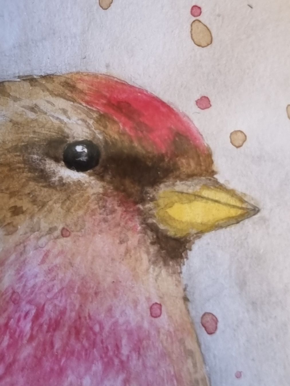 Dipinti: Handgemaltes Aquarell Vogel im Ovalrahmen – Usato da Scharnachtal venduto da devin03 3