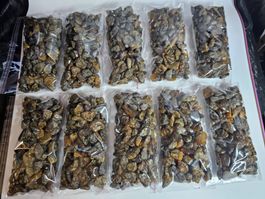 100 Gr lot Bernstein aus Bitterfeld De Naturbernstein Natur