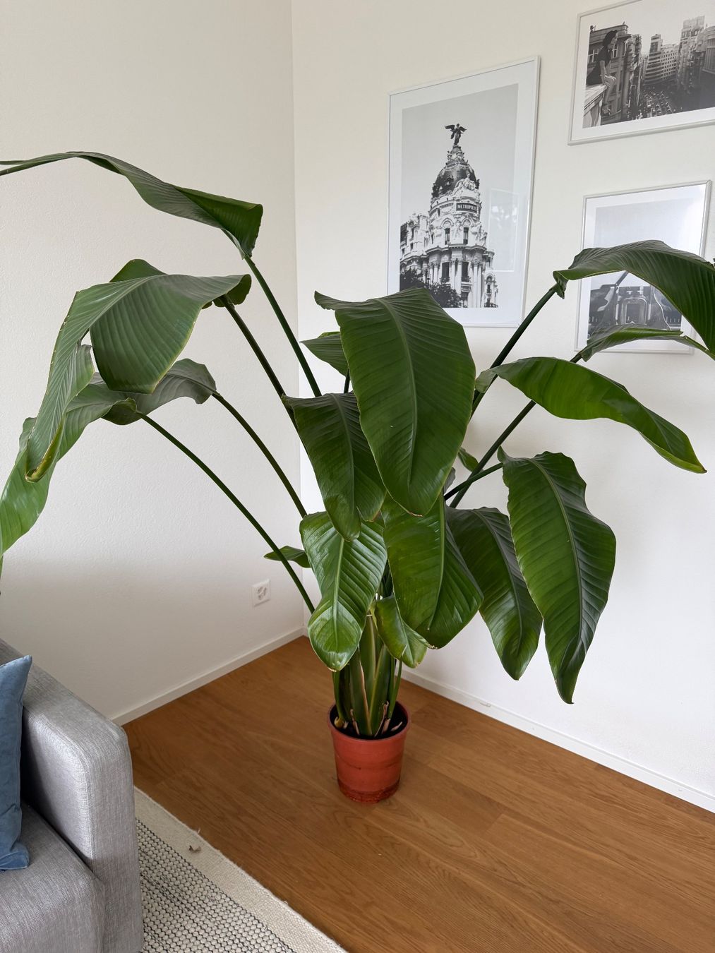 Piante & sementi: Grosse Strelitzia Zimmerpflanze ohne Übertopf – Usato da meierskappel venduto da jes_h87g 2