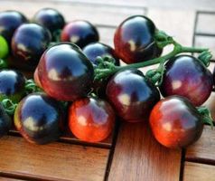Indigo Rose - Cocktailtomate - 15 Samen