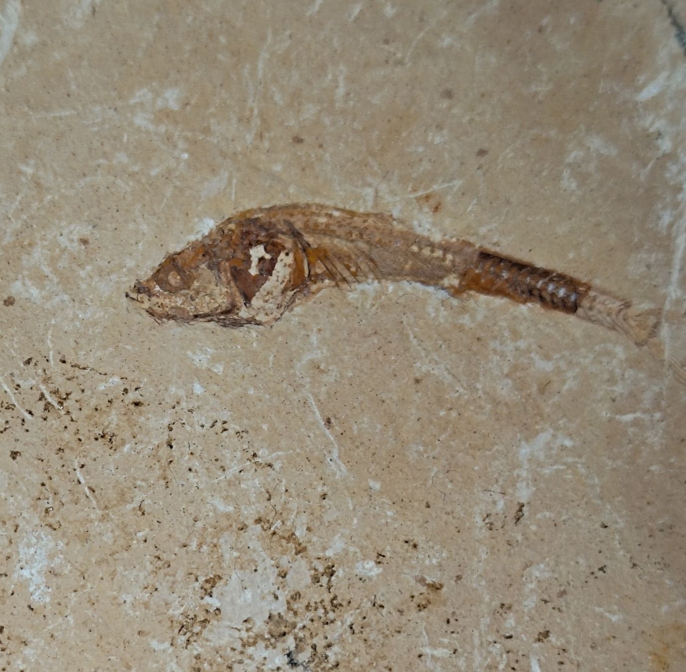 Fossilien: Pesci ossei fossili. 2 pz. – Neu (gemäss Beschreibung) aus Lugano von fbo_82wg