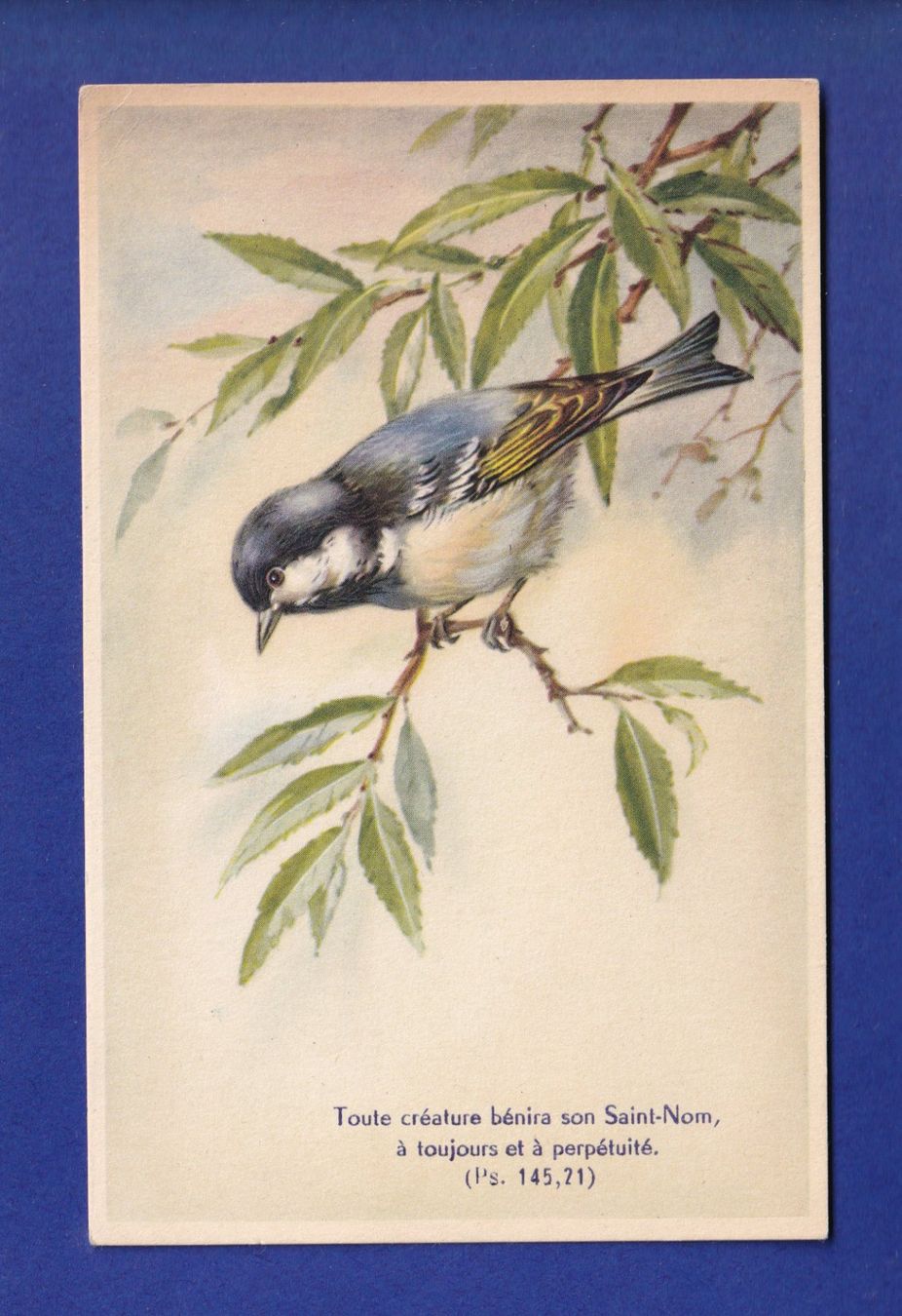Cartes postales: OISEAU - Mésange - Verset – D'occasion à Pully par nicecards-shop