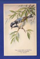 OISEAU - Mésange - Verset