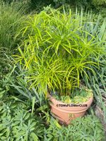 Cyperus Alternifolius / Papyrus - die Katzen lieben es sehr