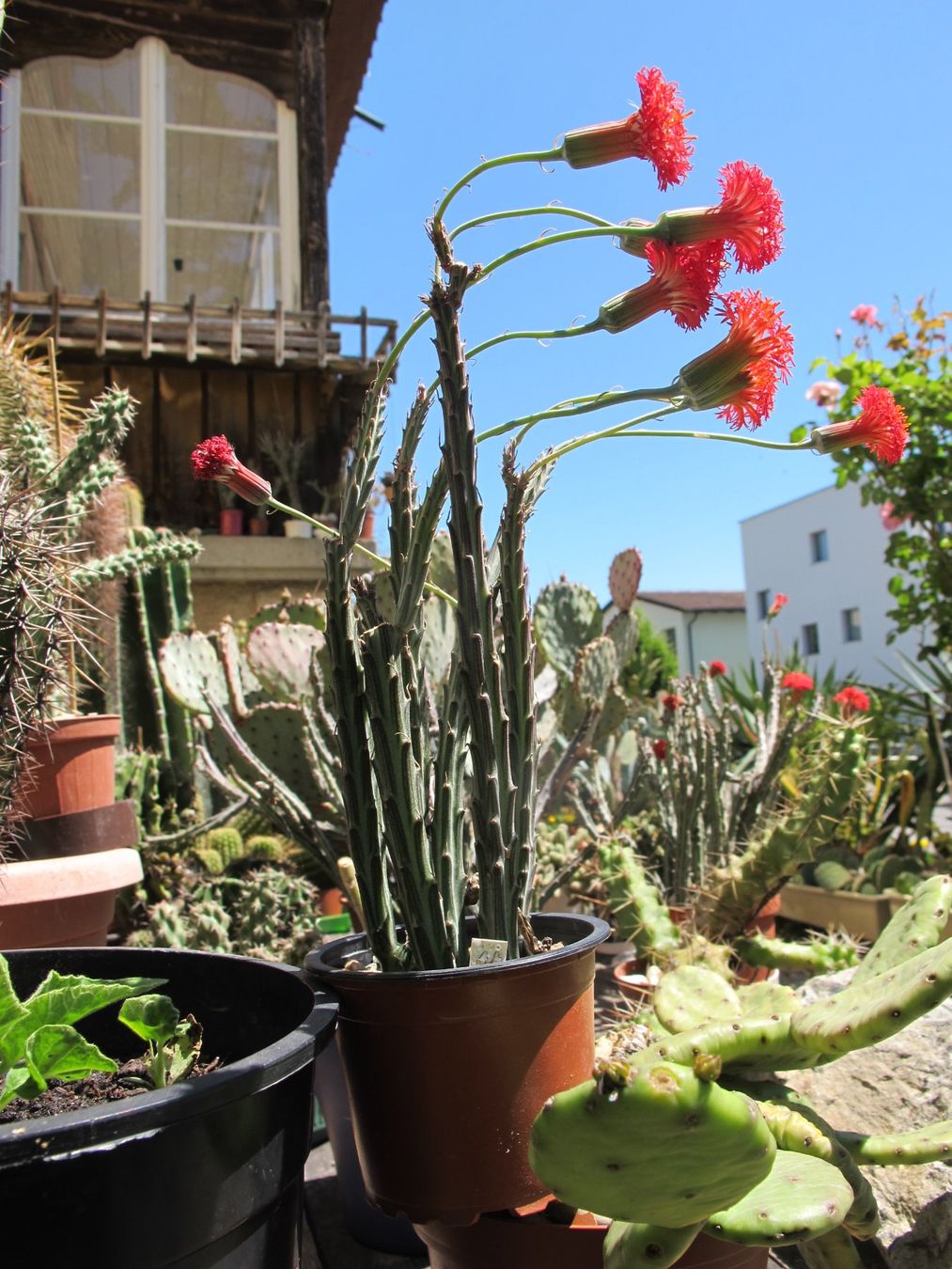 Piante & sementi: Sukkulent   Senecio stapeliiformis – Usato da Emmenbrücke venduto da Tacitus0