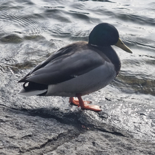 Profile image of felixbucher01