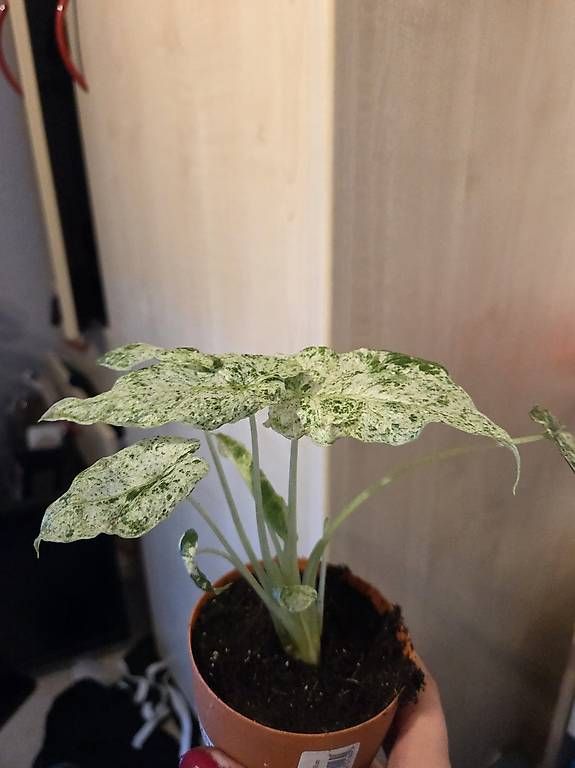 Pflanzen & Samen: Alocasia odora Batik Variegata – Gebraucht aus Roggwil BE von pau_wyh8 1