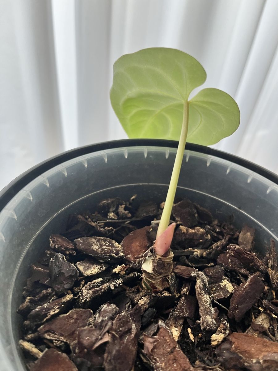 Piante & sementi: Anthurium Besseae aff – Usato da Uster venduto da ke114 1