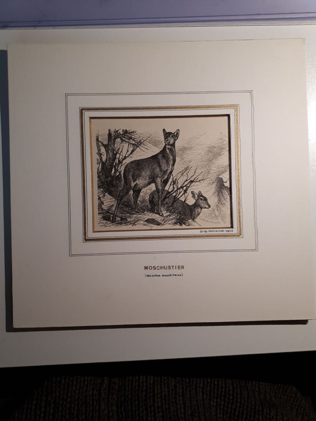 Gravures: Moschustier – D'occasion à Dietikon par Buchantiqdietikon