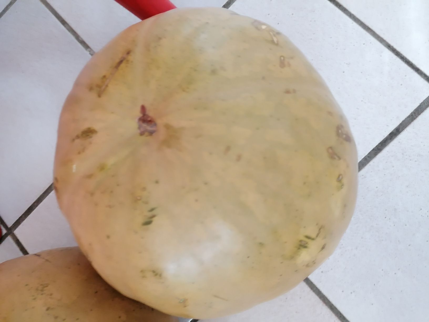 Piante & sementi: 10 Graines melon d'eau (pas pastèque) – Nuovo (secondo la descrizione) da Le Mont-Pèlerin venduto da dundun1 1