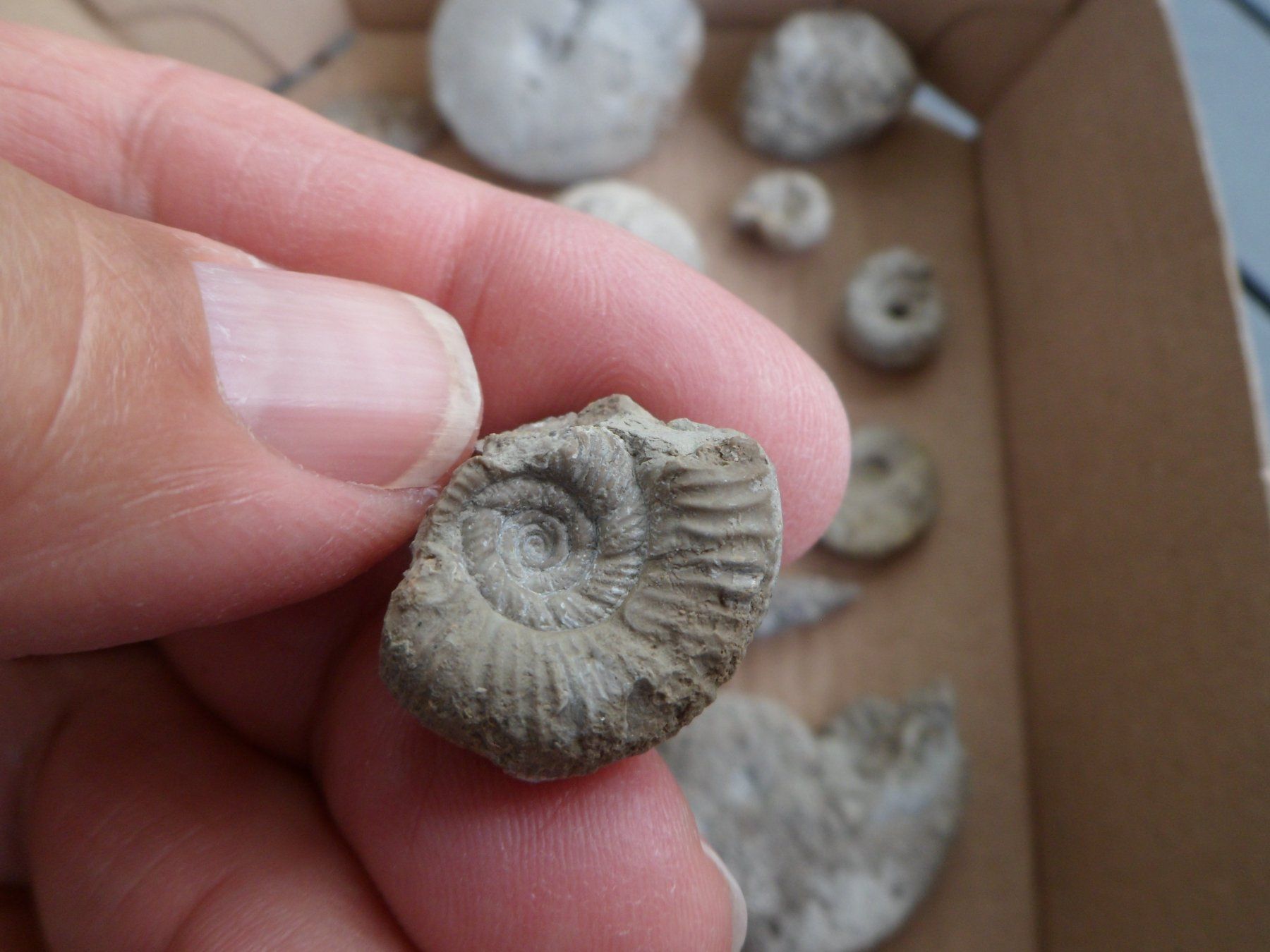 Fossili: Kleine Fossilien Sammlung Schweiz – Usato da Affoltern am Albis venduto da Fossil60 2