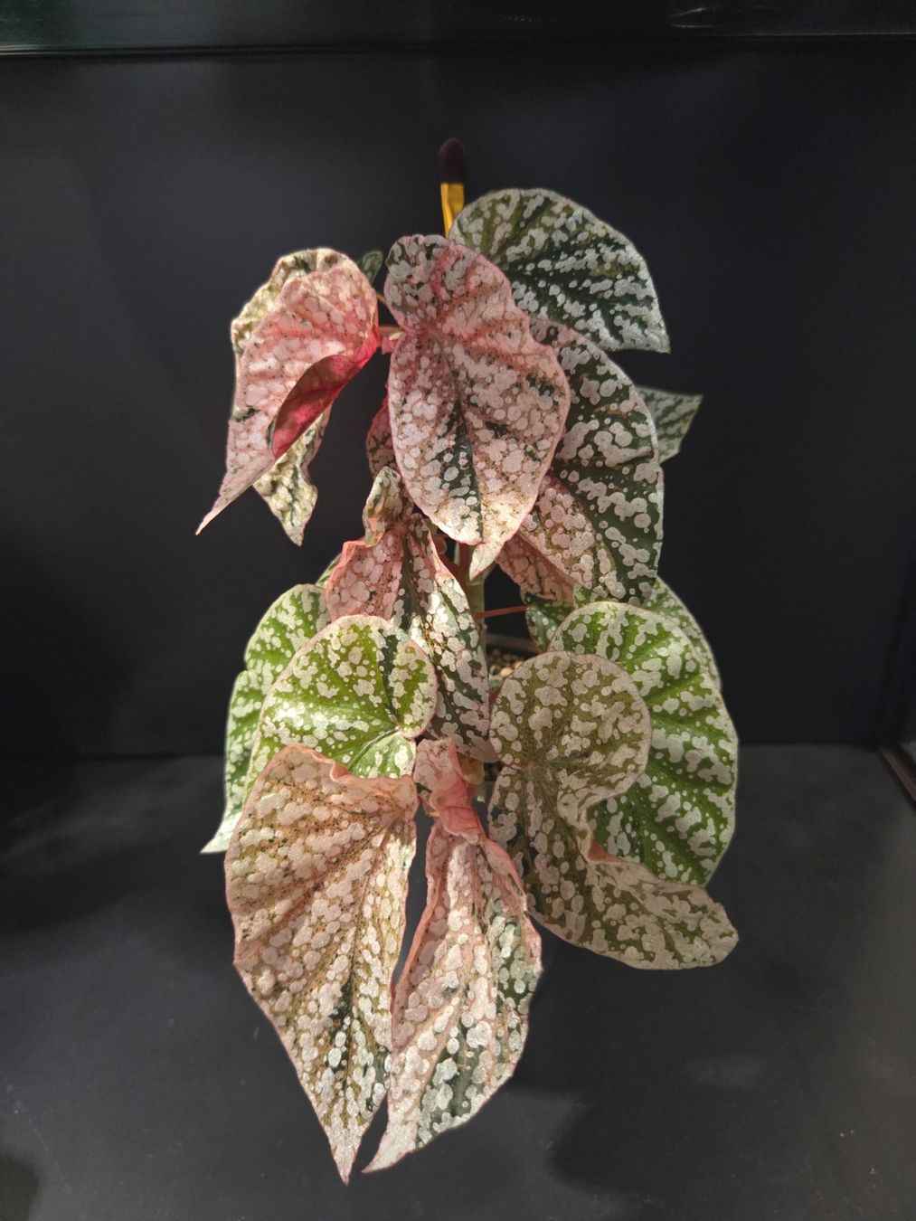 Piante & sementi: Begonia Snowcapped Variegata (2) – Usato da Zürich venduto da jsa_d9t7 2