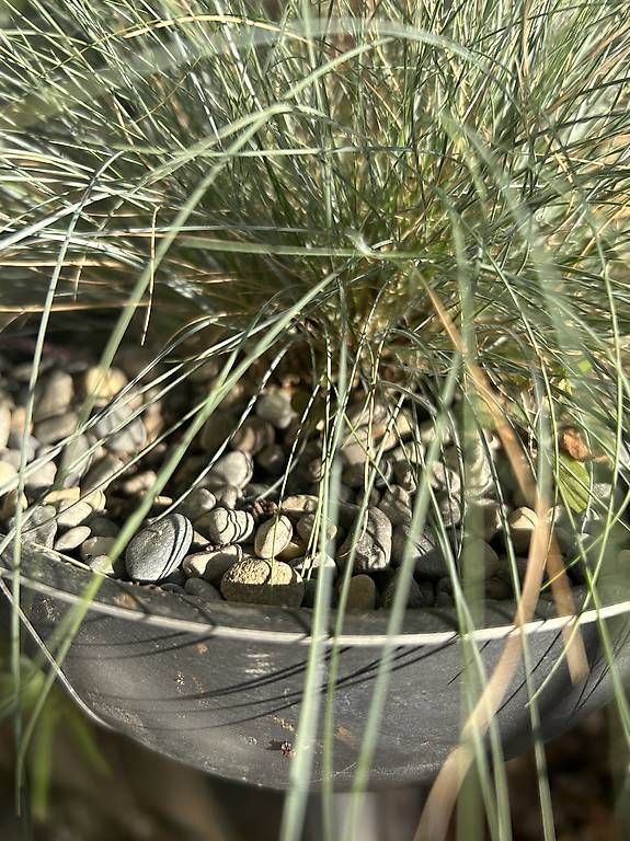 Pflanzen & Samen: Blaugras – Gebraucht aus Frauenfeld von Irene.Schuppli 1