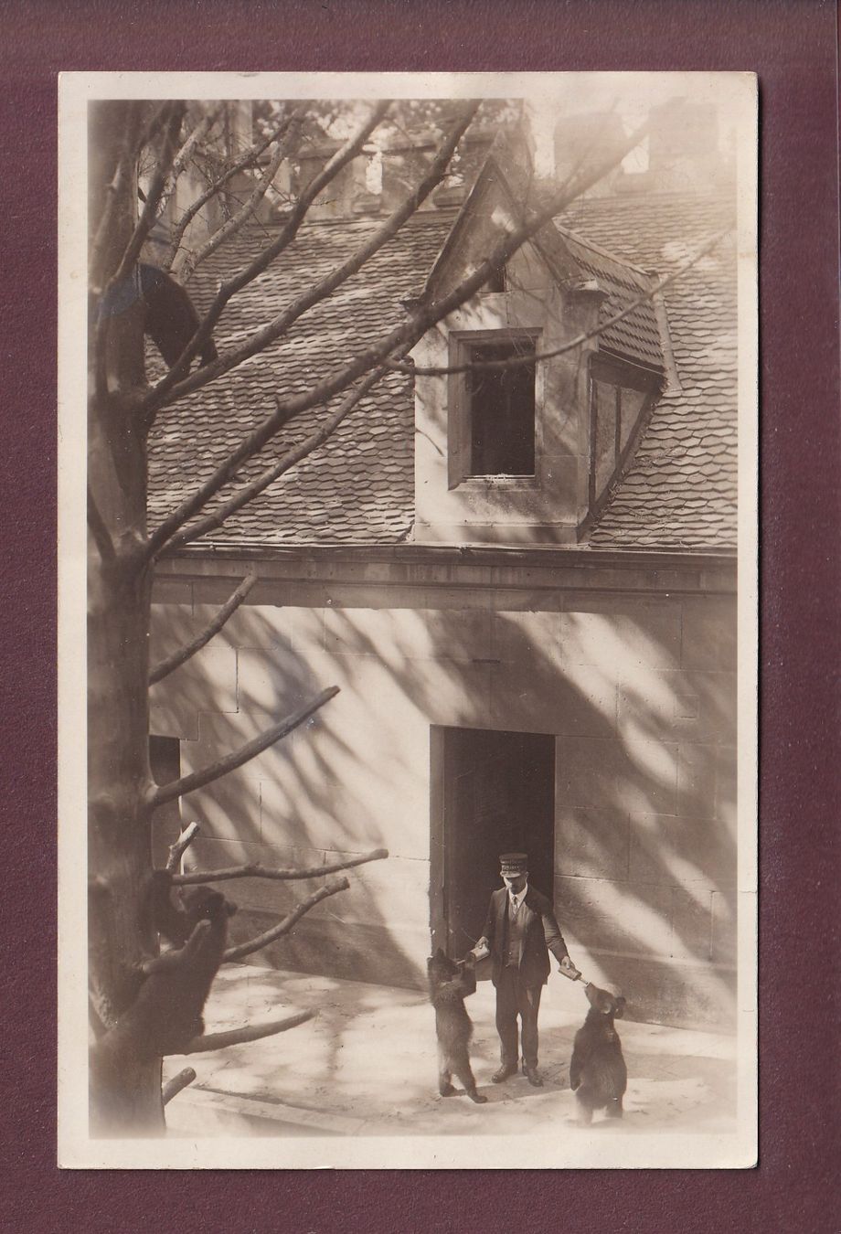 Cartoline postali: Foto - BERN - Bärengraben – Usato da Pully venduto da nicecards
