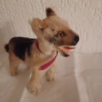 Steiff kleiner Schäferhund