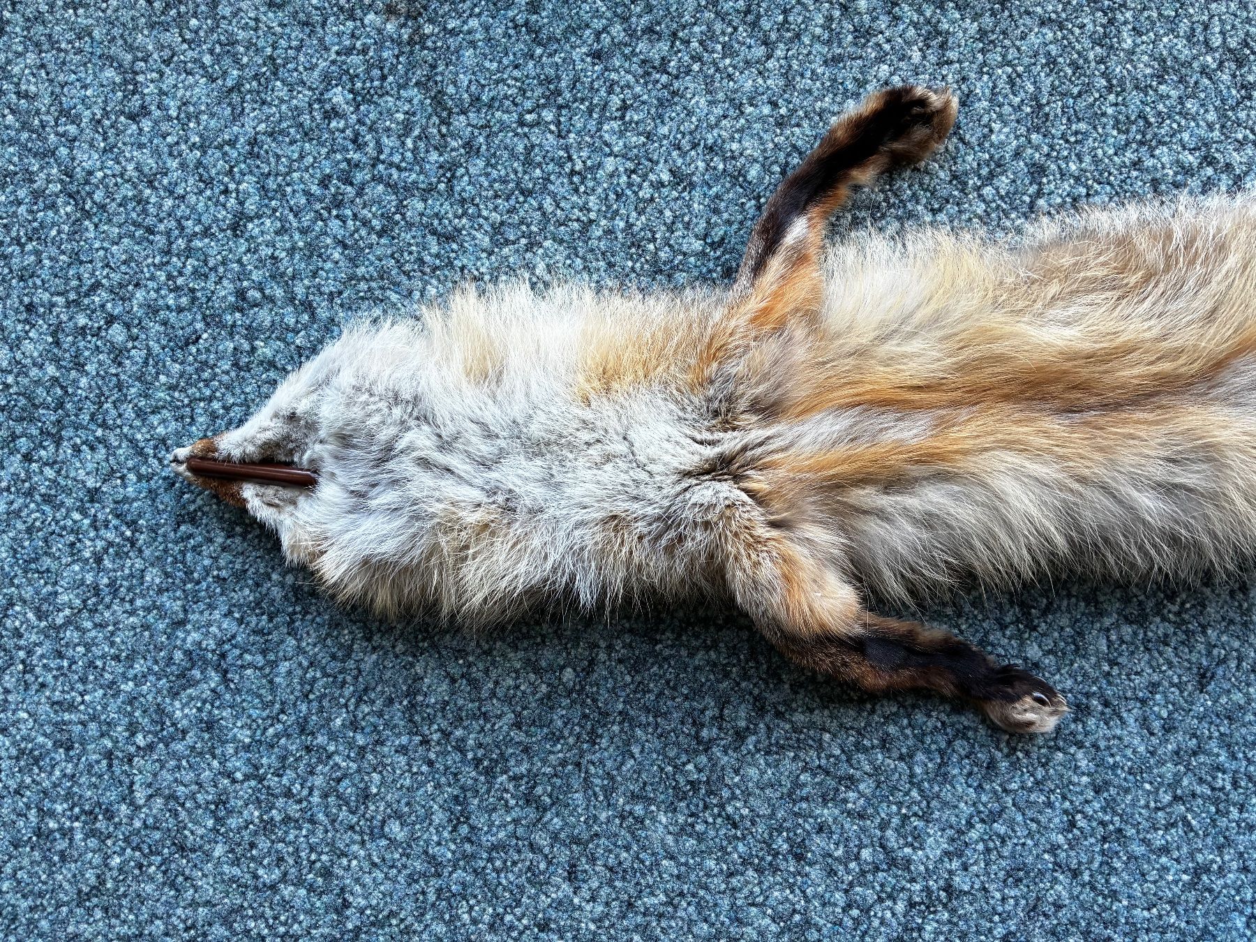 Monde des animaux: Rotfuchs Fell..125cm..ganzes Tier.. – D'occasion à Weiach par godsavethequeen 6