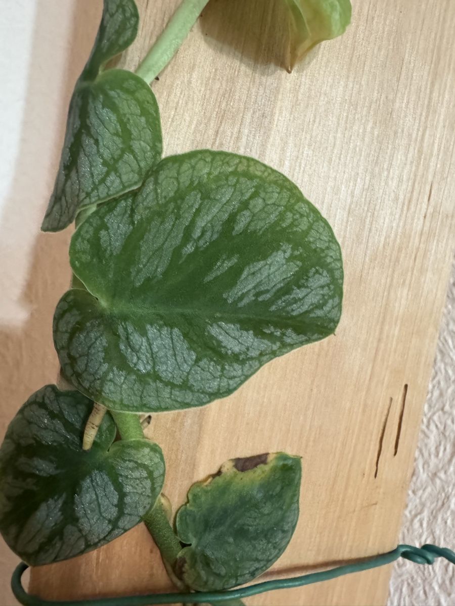 Plantes & graines: Monstera Dubia – D'occasion à Männedorf par mrclst 3