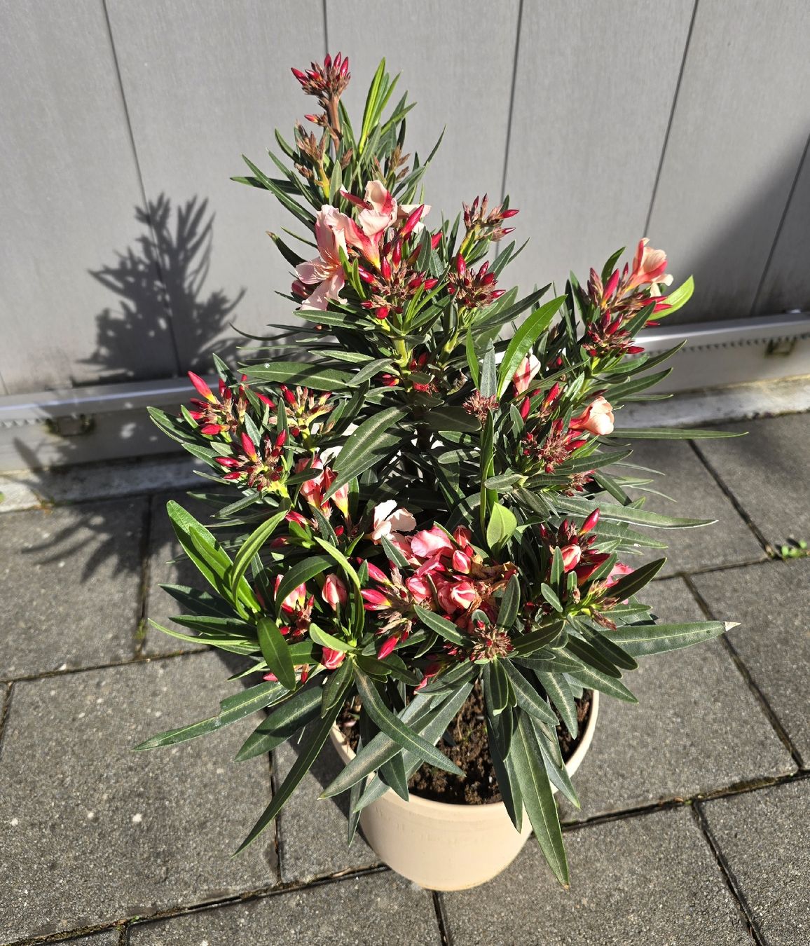 Piante & sementi: Kleiner Oleander – Nuovo (secondo la descrizione) da Aarburg venduto da popkorn65 1