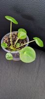 🤩Pilea/Ufopflänzchen/Glückstaler Babyplant 