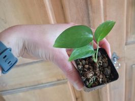 Monstera Obliqua brazil