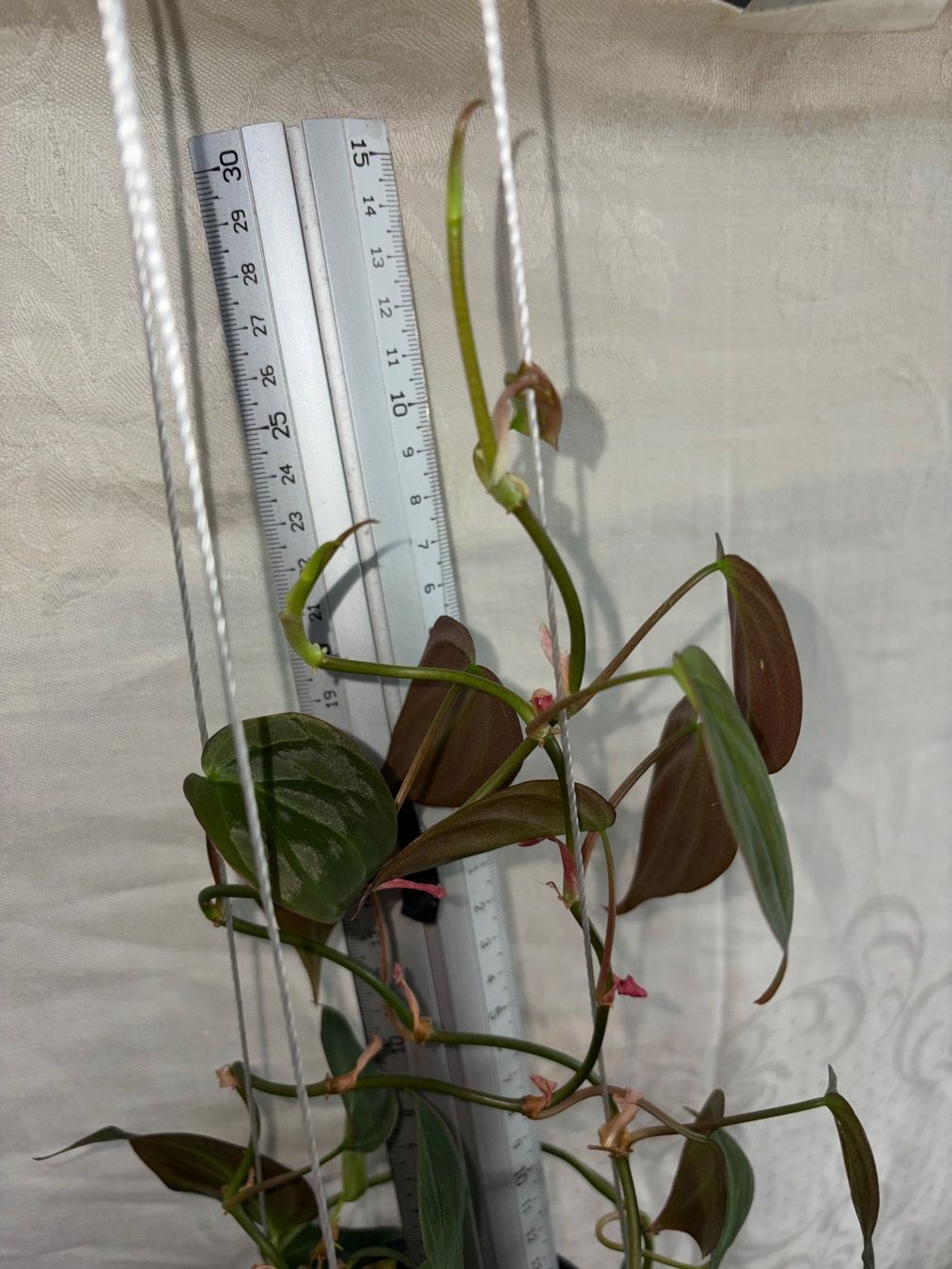Piante & sementi: Philodendron scandens micans, getopfte Pflanze – Usato da Winterthur venduto da Aniger 3